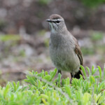 Agrobate du Karoo (West Coast National Park, Afrique du Sud)