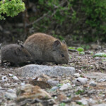 Vlei Rat (West Coast National Park, Afrique du Sud)