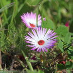 Fleurs (West Coast National Park, Afrique du Sud)