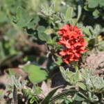 Fleur (West Coast National Park, Afrique du Sud)