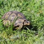 Tortue anguleuse (West Coast National Park, Afrique du Sud)
