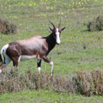 Bontebok (West Coast National Park, Afrique du Sud)