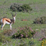 Springbok (West Coast National Park, Afrique du Sud)