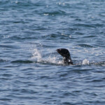 Otarie (West Coast National Park, Afrique du Sud)