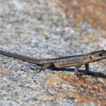 Girdled Lizard (West Coast National Park, Afrique du Sud)