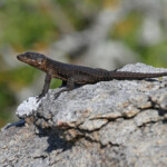 Girdled Lizard (West Coast National Park, Afrique du Sud)