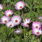 Fleurs (West Coast National Park, Afrique du Sud)