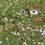 Fleurs (West Coast National Park, Afrique du Sud)