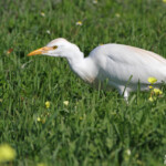 Héron garde-boeufs (West Coast National Park, Afrique du Sud)