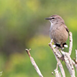 Agrobate du Karoo (West Coast National Park, Afrique du Sud)