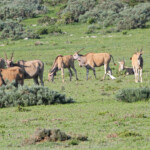 Éland du Cap (West Coast National Park, Afrique du Sud)