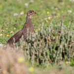 Francolin criard (West Coast National Park, Afrique du Sud)