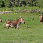 Zèbre du Cap (West Coast National Park, Afrique du Sud)