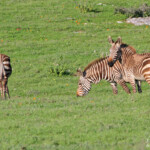 Zèbre du Cap (West Coast National Park, Afrique du Sud)