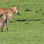 Zèbre du Cap (West Coast National Park, Afrique du Sud)