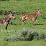 Zèbre du Cap (West Coast National Park, Afrique du Sud)