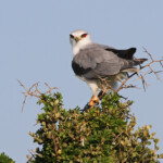 Elanion blanc (West Coast National Park, Afrique du Sud)