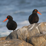 Huîtrier de Moquin (West Coast National Park, Afrique du Sud)