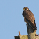 Faucon pèlerin, West Coast National Park, Afrique du Sud 2014