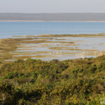 Lagune (West Coast National Park, Afrique du Sud)
