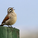 Bruant du Cap (West Coast National Park, Afrique du Sud)