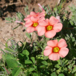 West Coast National Park