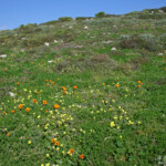 West Coast National Park