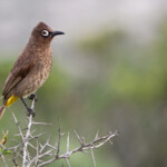 Bulbul du Cap (West Coast National Park, Afrique du Sud)