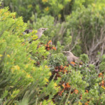Étourneau caronculé (West Coast National Park, Afrique du Sud)