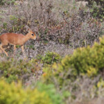 Raphicère champêtre (West Coast National Park, Afrique du Sud)