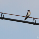 Hirondelle à collier (West Coast National Park, Afrique du Sud)