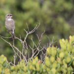 Serin à gorge blanche (West Coast National Park, Afrique du Sud)