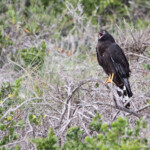Busard maure (West Coast National Park, Afrique du Sud)