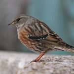 Accenteur alpin (Sainte-Baume, 83)