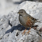 Accenteur alpin (Sainte-Victoir, 13)