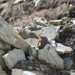 Accenteur alpin (05)