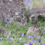 Accenteur alpin (Arménie)