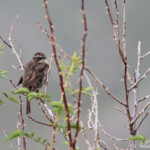 Accenteur de Radde (Arménie)