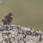 Accenteur de Radde (Arménie)