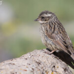 Accenteur de Radde (Arménie)