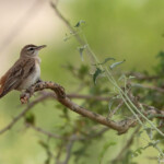 Agrobate roux syriacus (Arménie)