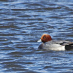 Canard siffleur (Aiguamolls, Espagne)