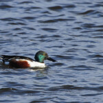 Canard souchet (Aiguamolls, Espagne)