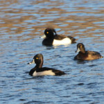 Fuligule à bec cerclé (Aiguamolls, Espagne)
