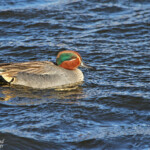Sarcelle d'hiver (Aiguamolls, Espagne)