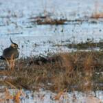 Vanneau huppé (Aiguamolls, Espagne)