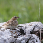 Alouette des champs (Lozère)