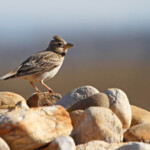 Alouette calandre (Crau)