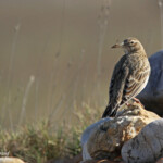 Alouette calandre (Crau)