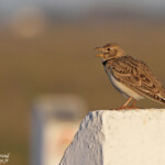 Alouette calandre (Crau, 13)